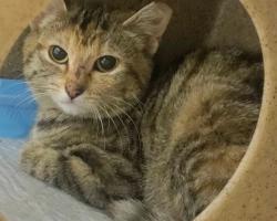 Shelter Stray Female Cat last seen WELDON SRG TOWN, St. Peters, MO 63376