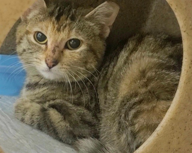 Shelter Stray Female Cat last seen WELDON SRG TOWN, St. Peters, MO 63376