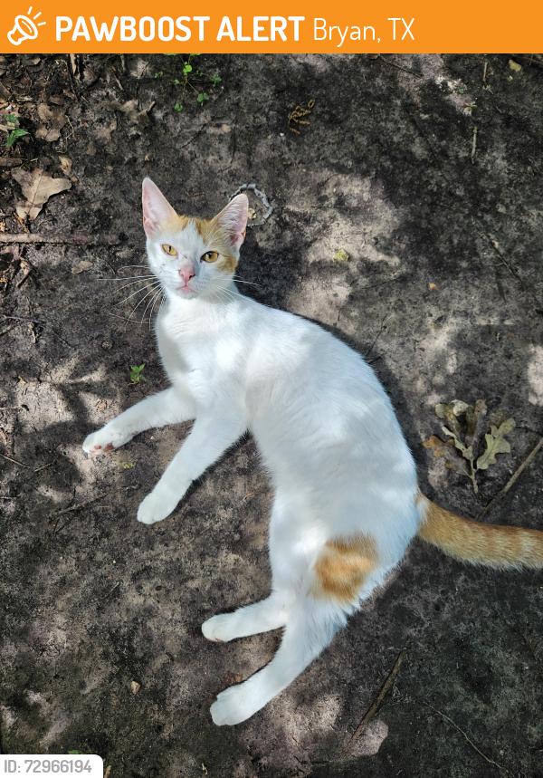 Found/Stray Female Cat last seen 29th St & Briarcrest Dr, Bryan, TX 77802