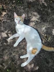 Found/Stray Female Cat last seen 29th St & Briarcrest Dr, Bryan, TX 77802