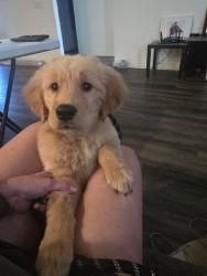 Reunited Male Dog last seen Near Seville Ave, Highland, CA 92346, USA, Highland, CA 92346