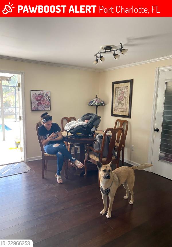 Lost Male Dog last seen Felton and inman, Port Charlotte, FL 33952