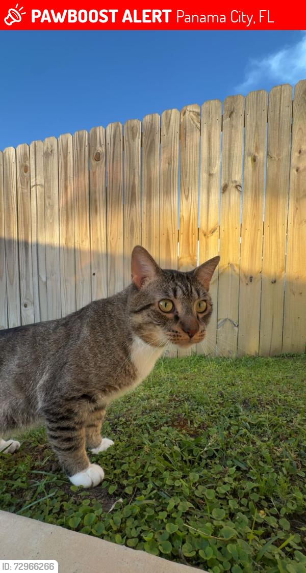 Lost Male Cat last seen Sunset Village on Emma Grace / 231, Panama City, FL 32404