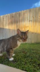 Lost Male Cat last seen Sunset Village on Emma Grace / 231, Panama City, FL 32404