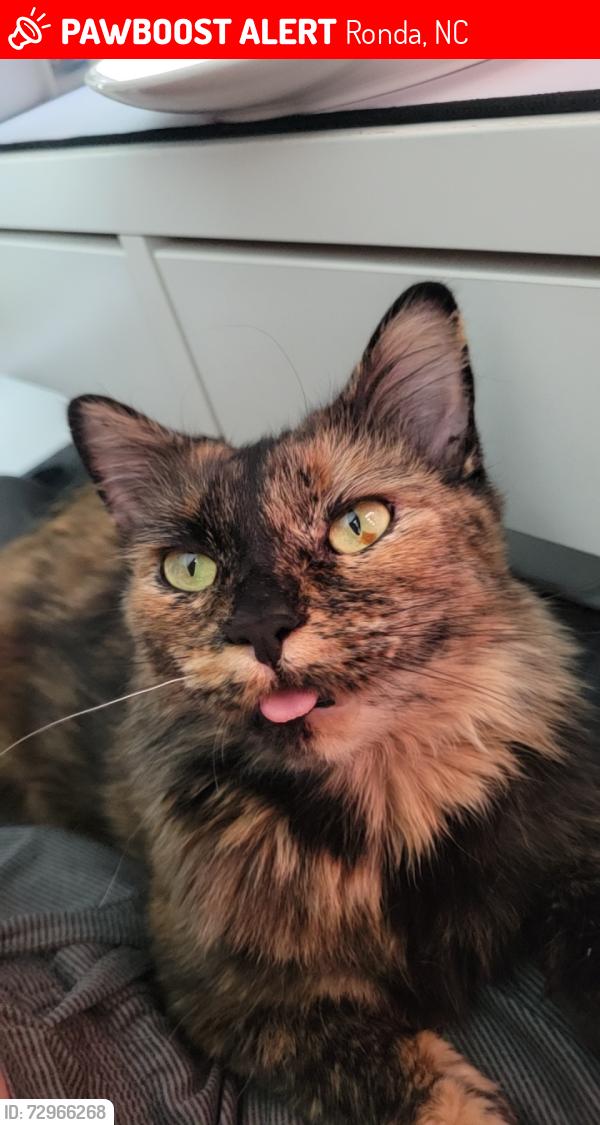 Lost Female Cat last seen Near , Ronda, NC 28670