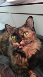 Lost Female Cat last seen Near , Ronda, NC 28670
