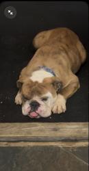 Lost Female Dog last seen Near lilac rd , Valley Center, CA 92082