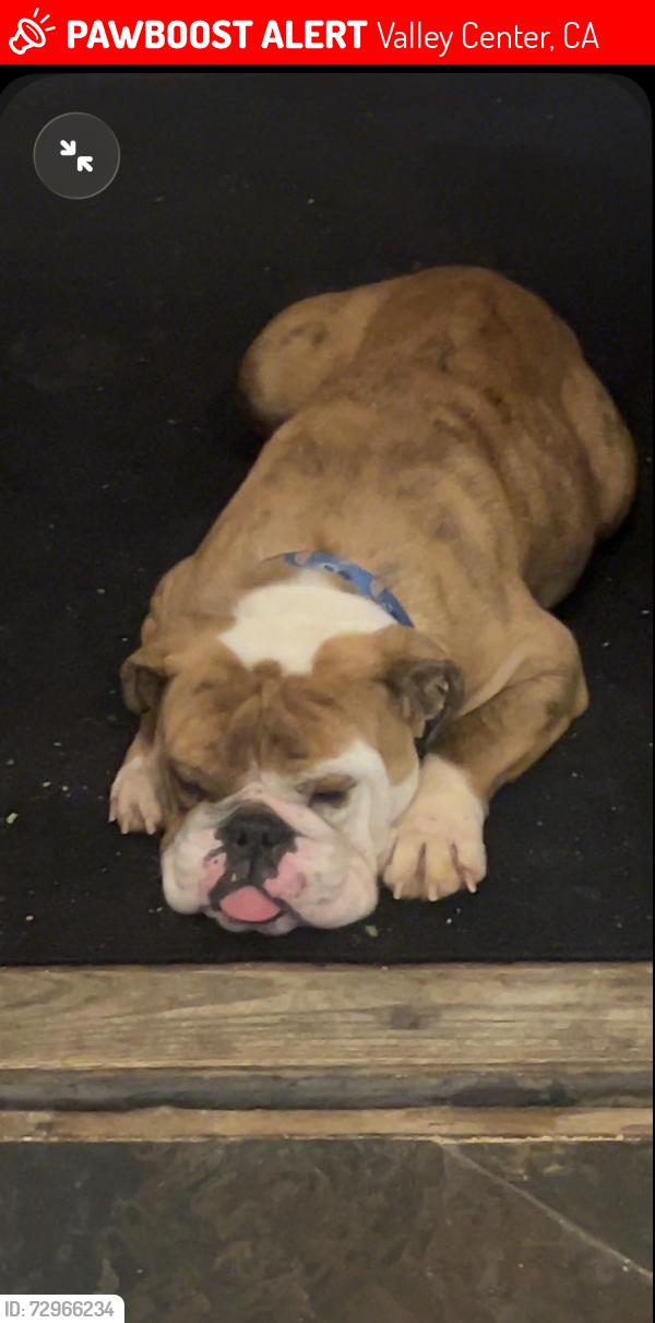 Lost Female Dog last seen Near lilac rd , Valley Center, CA 92082