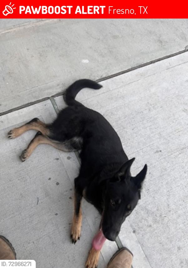 Lost Male Dog last seen Winfield Lakes, Fresno, TX 77545