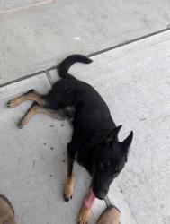 Lost Male Dog last seen Winfield Lakes, Fresno, TX 77545