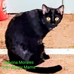 Lost Female Cat last seen Cottage way. Bell Ave Howe Park , Sacramento, CA 95825