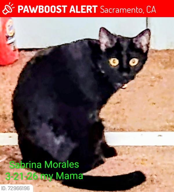 Lost Female Cat last seen Cottage way. Bell Ave Howe Park , Sacramento, CA 95825