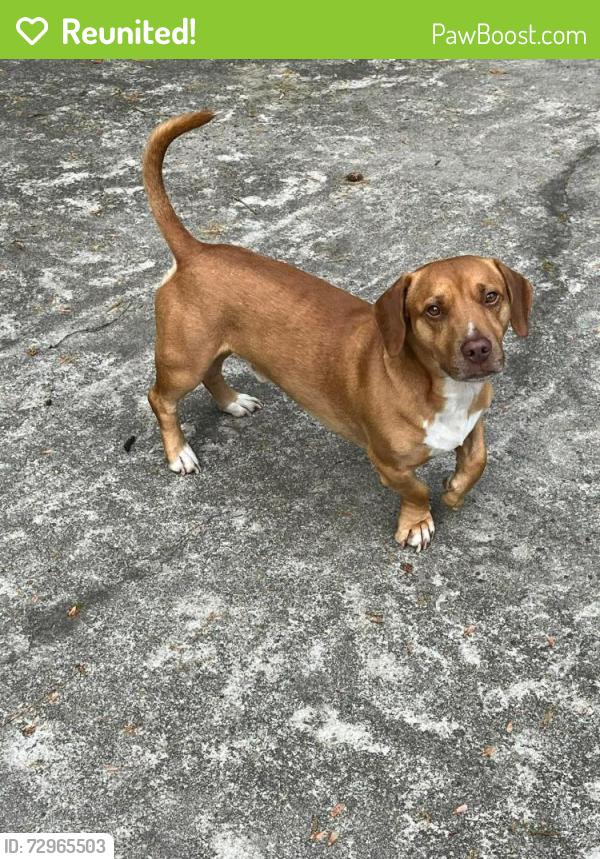 Reunited Male Dog last seen Willow point rd, Florence County, SC 29541