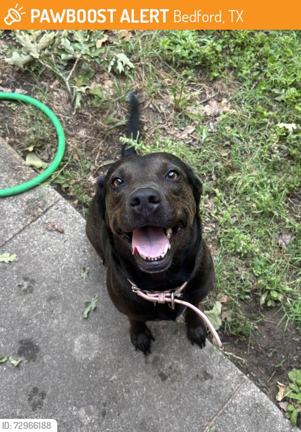 Found/Stray Female Dog last seen Bedford Rd near Stonegate Elementary , Bedford, TX 76022