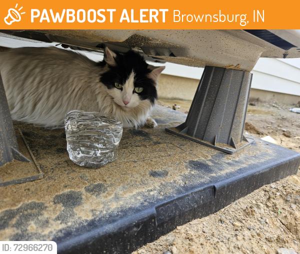 Found/Stray Unknown Cat last seen Between Bristlecone dr, white lotus Ave  under ac units between hses , Brownsburg, IN 46112
