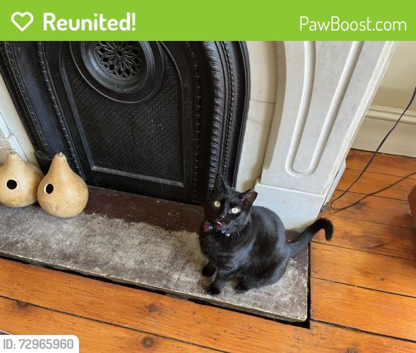 Reunited Female Cat last seen Sherman Ave btw Bowers and South St, Jersey City, NJ 07307