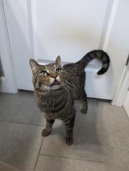 Reunited Male Cat last seen Mississippi ave and S Willow St, Denver, CO 80247