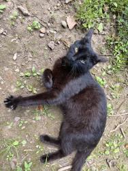 Found/Stray Unknown Cat last seen Guernsey and 841, Chester County, PA 19390