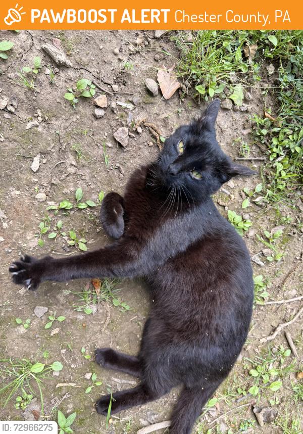Found/Stray Unknown Cat last seen Guernsey and 841, Chester County, PA 19390