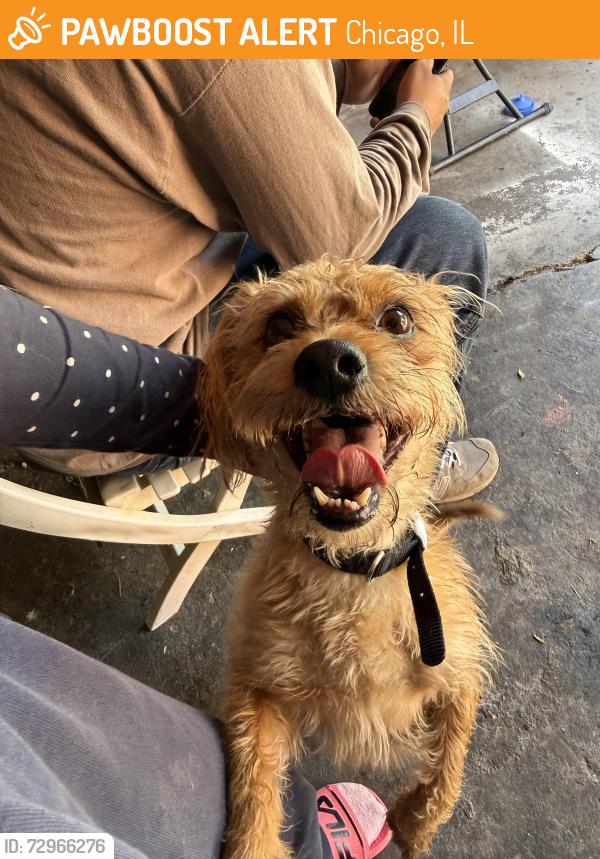 Found/Stray Male Dog last seen WEST LAWN 69TH AND PULASKI, Chicago, IL 60629