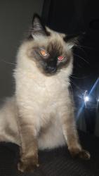 Reunited Male Cat last seen W 2nd st , Sioux City, IA 51103