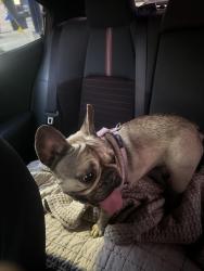 Lost Female Dog last seen W Admiralty st near pepper ave, Colton, CA 92324