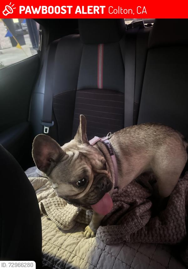 Lost Female Dog last seen W Admiralty st near pepper ave, Colton, CA 92324