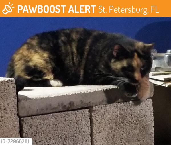 Found/Stray Unknown Cat last seen At my hse. Staying in yard, St. Petersburg, FL 33702