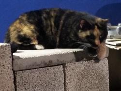 Found/Stray Unknown Cat last seen At my hse. Staying in yard, St. Petersburg, FL 33702