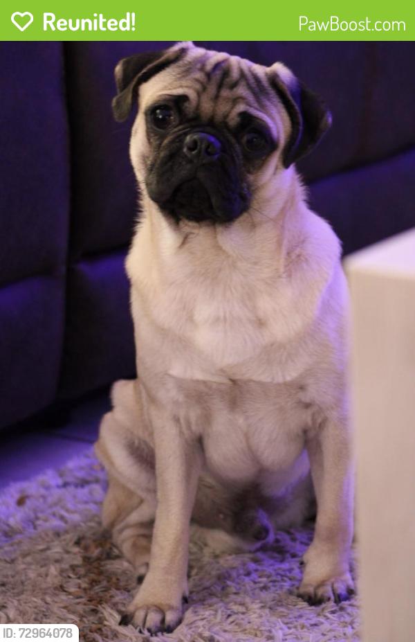Reunited Male Dog last seen Corral Ave  , Kingsville, TX 78363