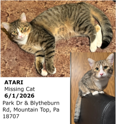 Lost Male Cat last seen Park Dr and Blytheburn Rd, Mountain Top, PA 18707
