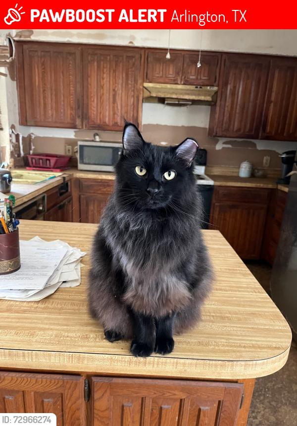 Lost Male Cat last seen Wingren Lane and Spring Meadows , Arlington, TX 76014
