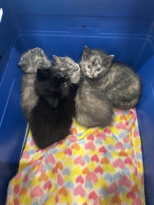 Shelter Stray Unknown Cat last seen Decatur, GA 30032, Fishers, IN 46038