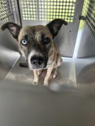 Shelter Stray Female Dog last seen , TX , Fort Worth, TX 76119