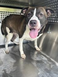Shelter Stray Female Dog last seen , TX , Fort Worth, TX 76119