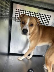 Shelter Stray Male Dog last seen , TX , Fort Worth, TX 76119