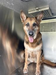 Shelter Stray Female Dog last seen Fort Worth, TX 76103, Fort Worth, TX 76119