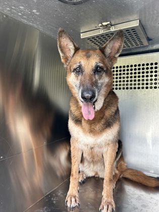 Shelter Stray Female Dog last seen Fort Worth, TX 76103, Fort Worth, TX 76119