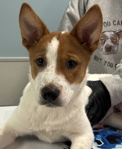 Shelter Stray Female Dog last seen San Antonio, TX 78207, San Antonio, TX 78229