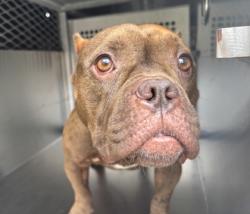 Shelter Stray Female Dog last seen Fort Worth, TX 76133, Fort Worth, TX 76119
