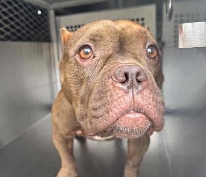 Shelter Stray Female Dog last seen Fort Worth, TX 76133, Fort Worth, TX 76119