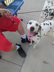 Shelter Stray Female Dog last seen , TX , Fort Worth, TX 76119