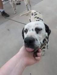 Shelter Stray Male Dog last seen , TX , Fort Worth, TX 76119