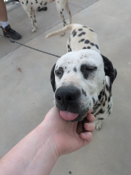 Shelter Stray Male Dog last seen , TX , Fort Worth, TX 76119