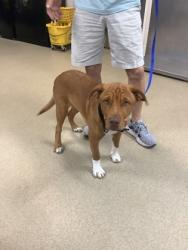 Shelter Stray Male Dog last seen San Antonio, TX 78223, Fort Worth, TX 76119