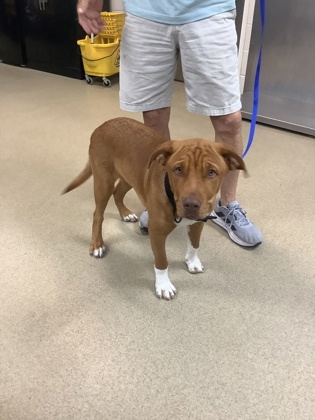 Shelter Stray Male Dog last seen San Antonio, TX 78223, Fort Worth, TX 76119