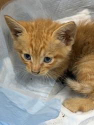 Shelter Stray Male Cat last seen Fort Worth, TX 76119, Fort Worth, TX 76119