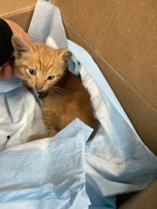 Shelter Stray Male Cat last seen Fort Worth, TX 76119, Fort Worth, TX 76119