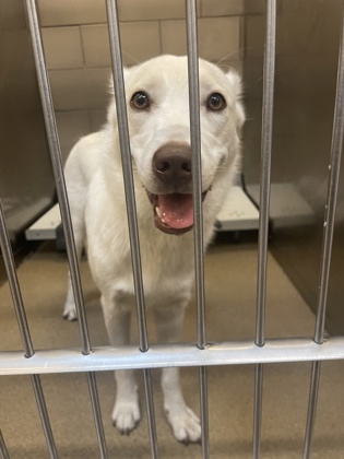 Shelter Stray Female Dog last seen DeSoto, TX 75115, Cedar Hill, TX 75104