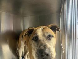 Shelter Stray Female Dog last seen Round Rock, TX 78664, Georgetown, TX 78626